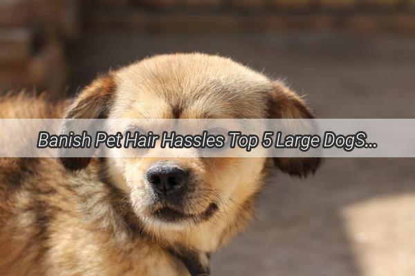 Banish Pet Hair Hassles Top 5 Large DogSpecific Vacuum Cleaners for a Cleaner Home